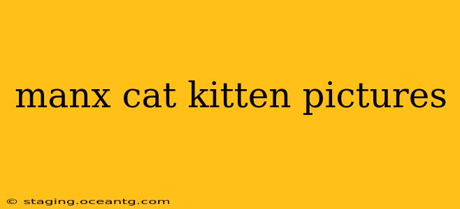 manx cat kitten pictures