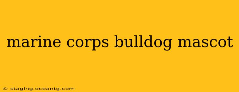 marine corps bulldog mascot