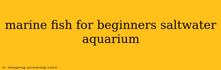 marine fish for beginners saltwater aquarium