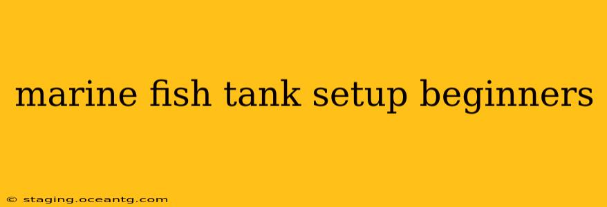 marine fish tank setup beginners