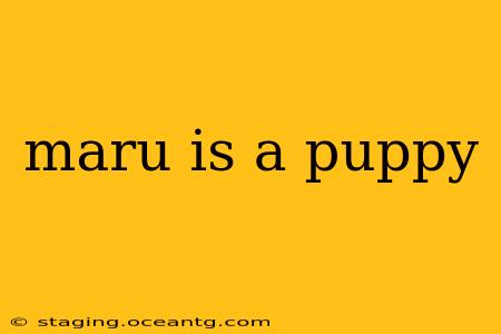 maru is a puppy