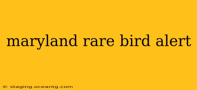 maryland rare bird alert