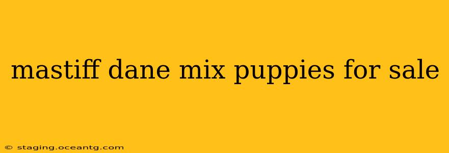 mastiff dane mix puppies for sale