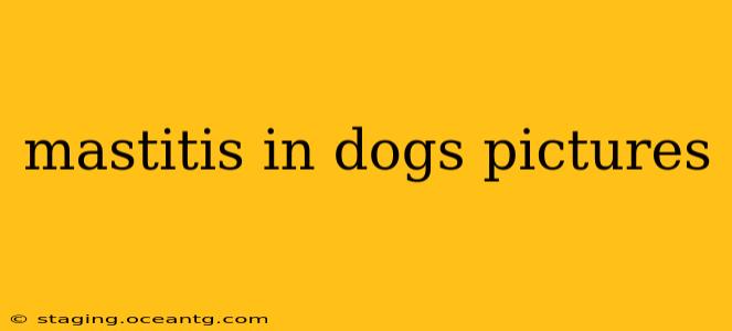 mastitis in dogs pictures