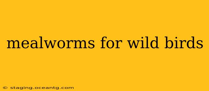 mealworms for wild birds