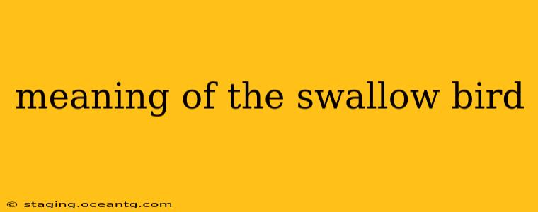 meaning of the swallow bird