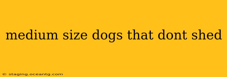 medium size dogs that dont shed