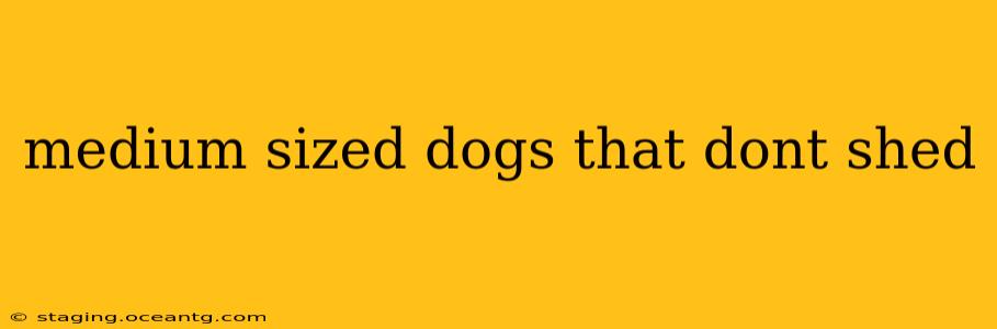 medium sized dogs that dont shed