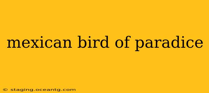 mexican bird of paradice