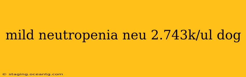 mild neutropenia neu 2.743k/ul dog