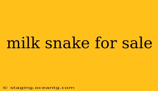 milk snake for sale