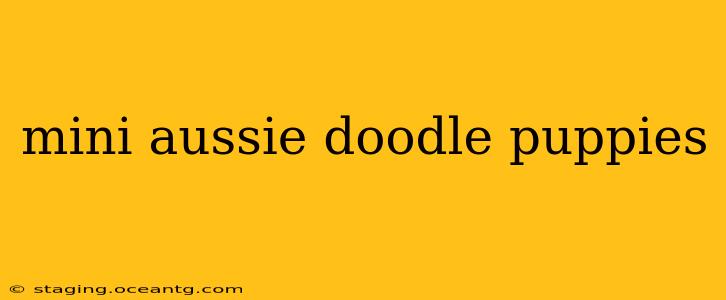 mini aussie doodle puppies