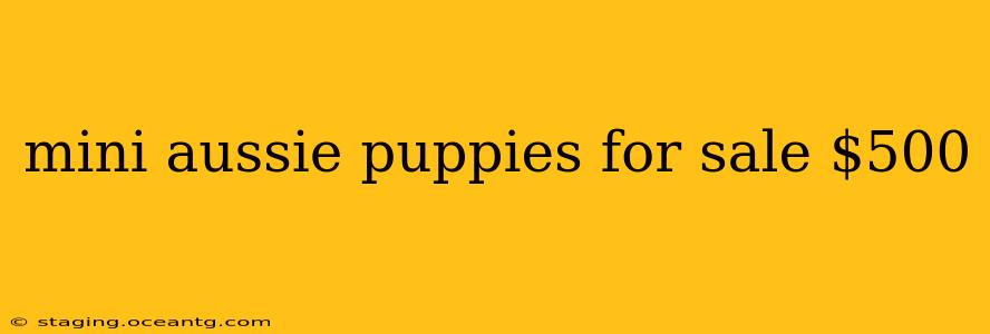 mini aussie puppies for sale $500