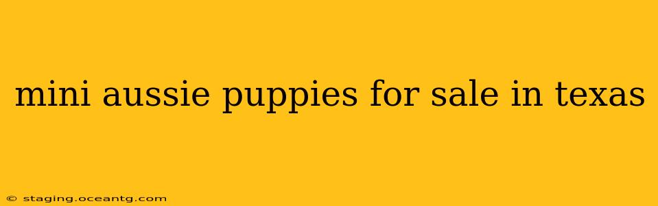 mini aussie puppies for sale in texas