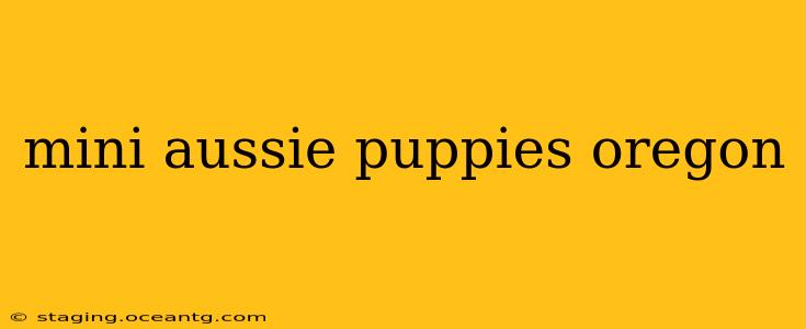 mini aussie puppies oregon