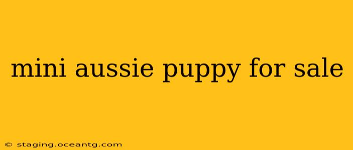 mini aussie puppy for sale