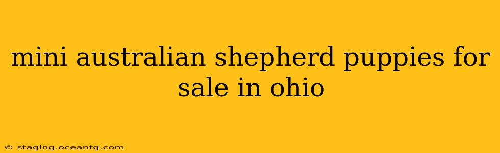 mini australian shepherd puppies for sale in ohio