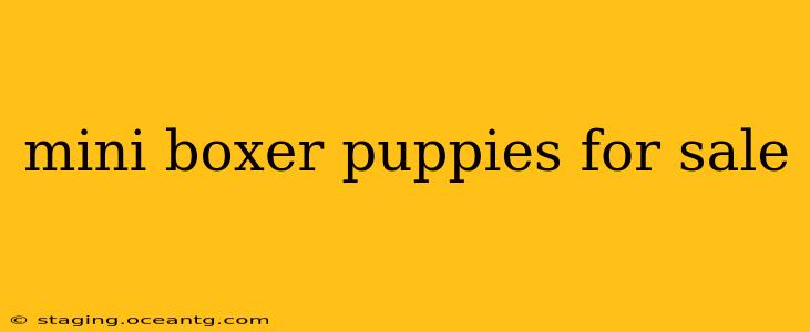 mini boxer puppies for sale