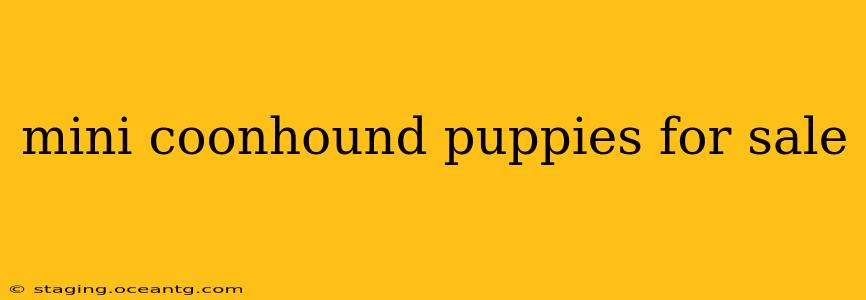 mini coonhound puppies for sale