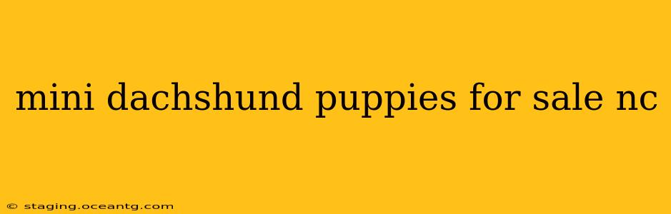 mini dachshund puppies for sale nc
