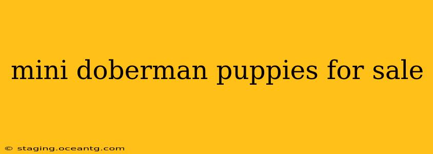 mini doberman puppies for sale
