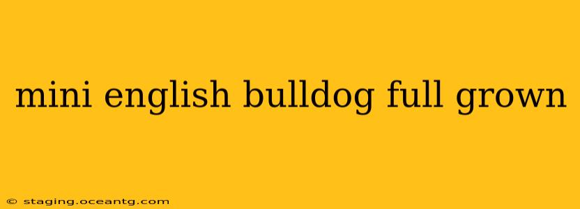 mini english bulldog full grown