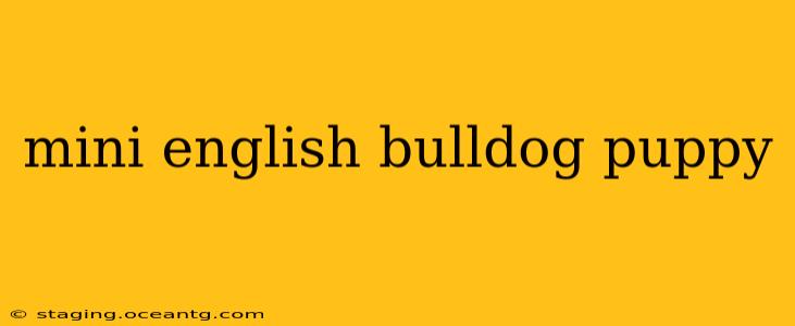 mini english bulldog puppy