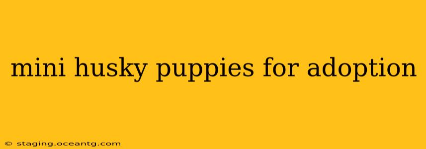 mini husky puppies for adoption