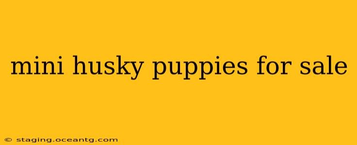 mini husky puppies for sale