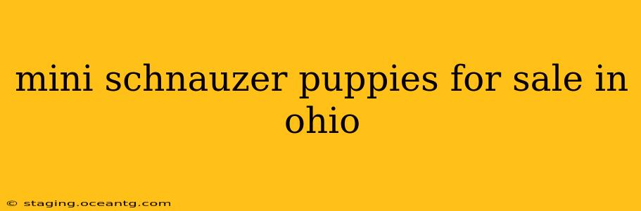 mini schnauzer puppies for sale in ohio