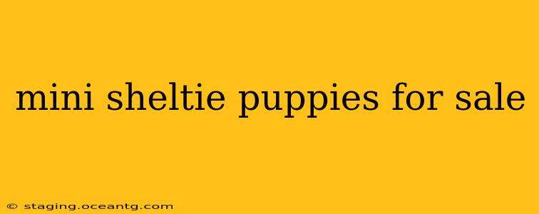 mini sheltie puppies for sale