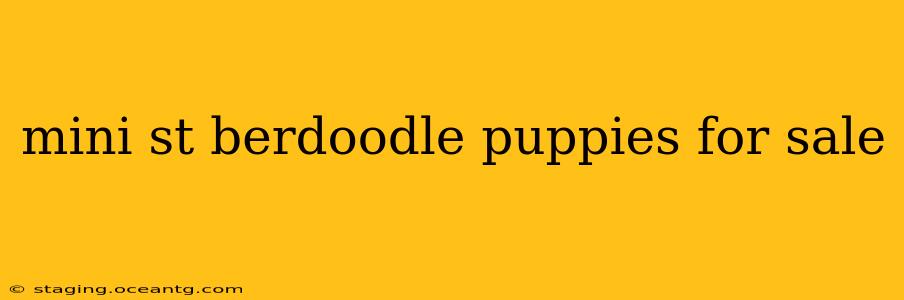 mini st berdoodle puppies for sale
