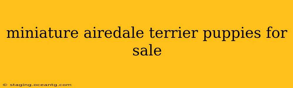 miniature airedale terrier puppies for sale