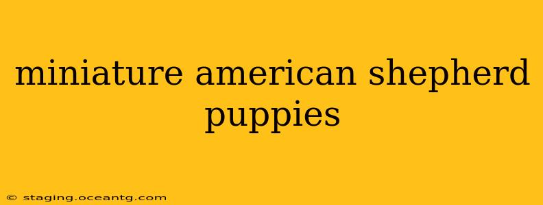 miniature american shepherd puppies