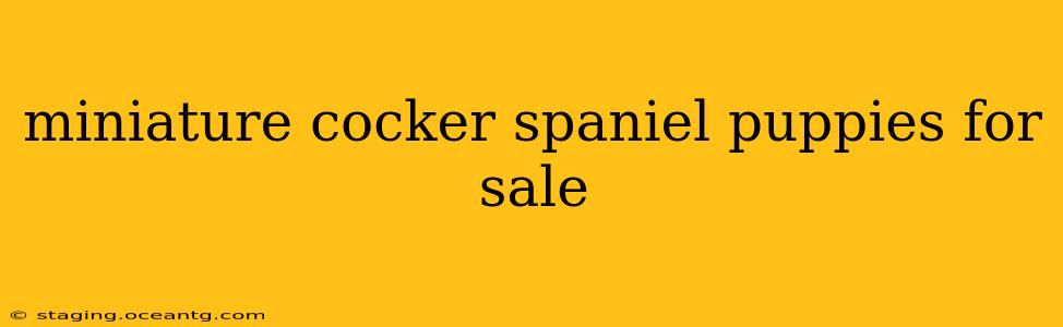 miniature cocker spaniel puppies for sale