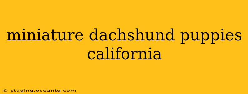 miniature dachshund puppies california