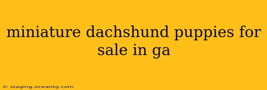miniature dachshund puppies for sale in ga