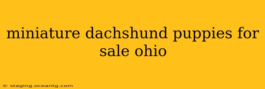 miniature dachshund puppies for sale ohio