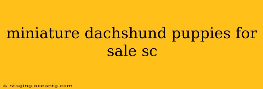 miniature dachshund puppies for sale sc