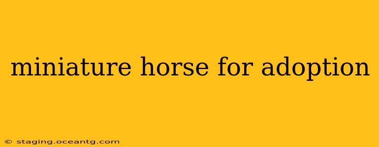 miniature horse for adoption