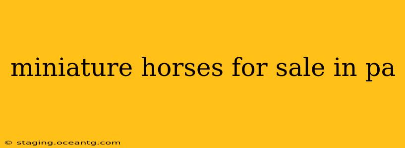 miniature horses for sale in pa