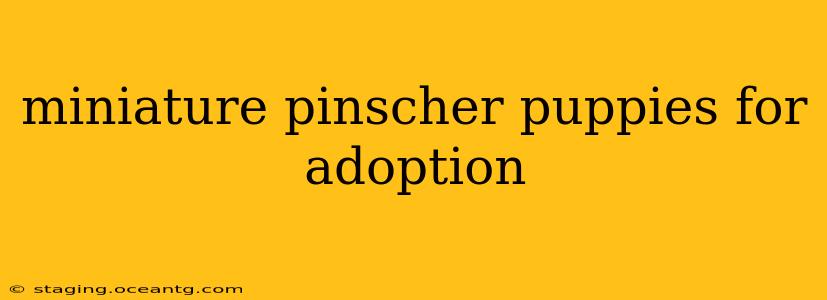 miniature pinscher puppies for adoption