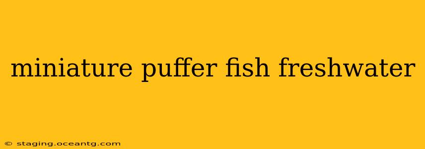 miniature puffer fish freshwater