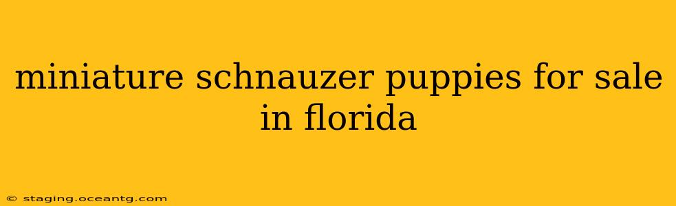 miniature schnauzer puppies for sale in florida