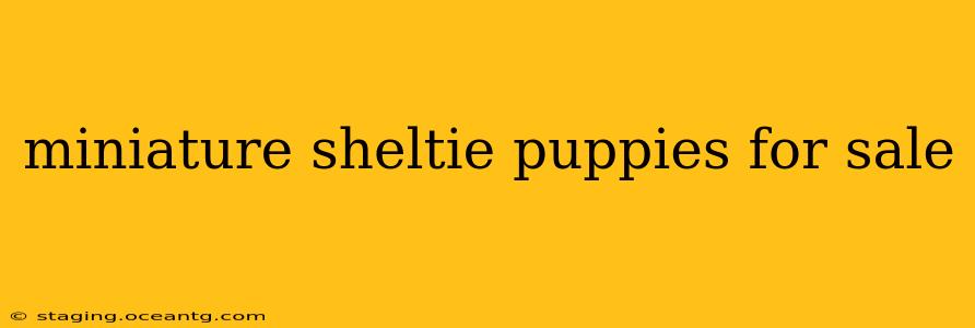 miniature sheltie puppies for sale