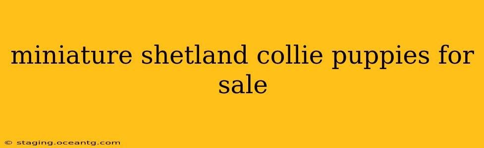 miniature shetland collie puppies for sale