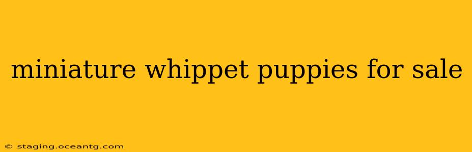 miniature whippet puppies for sale