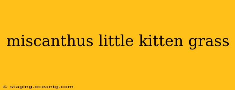 miscanthus little kitten grass
