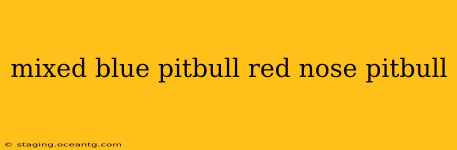 mixed blue pitbull red nose pitbull