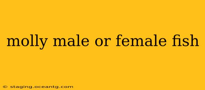 molly male or female fish